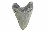 Fossil Megalodon Tooth - North Carolina #378072-2
